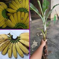 bibit pisang kepok bibit pisang unggulan/bibit anak pohon pisang kepok bibit super