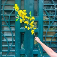 Beautiful Apricot Branches with Decorative Leaves CNY 2026