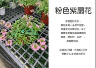 心栽花坊-粉扇花/粉色紫扇花/5吋/觀花植物/開花植物/售價150特價120
