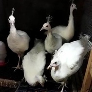 Burung merak Putih Anakan