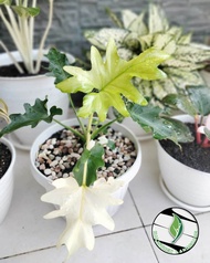 Tanaman hias monstera jari varigata / philodendron jari varigata