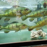 pbass kelberi bahia