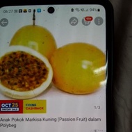 ANAK POKOK MARKISA KUNING/PANAMA GOLD/PASSION FRUIT