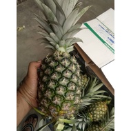 HORMON NANAS - Penggalak Buah Nanas Membesar - 100gm Powder