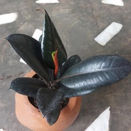 Ficus Elastica Burgundy Ornamental Plant - Rubber Kebo - Rubber Plan