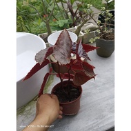 garden home pokok begonia