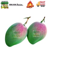 PELAM APPLE MANGGA EPAL BULAT MUDA FRESH SEGAR