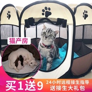 Pet Delivery Room Cat Production Room Pregnant Cat Production Room Pregnant Cat Production Room Cat 