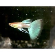 【彩蝦屋】天空藍白子緞帶公孔雀魚 買5隻送1隻 吃孑孓