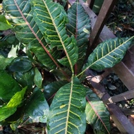 pokok puding, pokok hidup