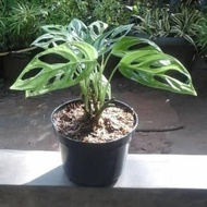 tanamana hias janda bolong - monstera janda bolong