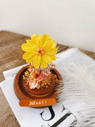 Miss。花謎 百日菊 玻璃罩 玻璃盅 永生花 乾燥花