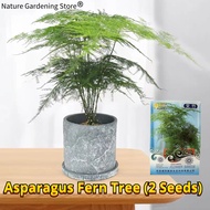 100% Legit Asparagus Fern Tree Plant Seeds for Planting &amp; Gardening (2 Seed) benih pokok 文竹种子 Ornamental Potted Evergreen Asparagus Fern Live Plant Bonsai Seeds Air Purifying Indoor Plants for Office Real Plants Garden Decor Easy Grow Plant Benih Bunga