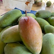 Mangga Kiojay Mentah - Untuk Rujakan Manis Kriuk Segar