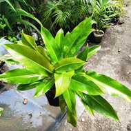 PHILODENDRON ORLANDO PLANT FOR SALE