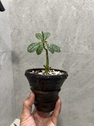 巨琉桑 塊根 植物