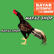 BONEKA AYAM JAGO BULU ASLI - BONEKA AYAM ADUAN