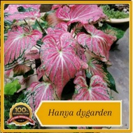 pokok caladium/keladi siam