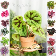 Rare Begonia Seeds Flower Seeds for Gardening (Mixed Color 50 Seed) Bonsai Seeds for Planting Flower