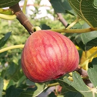 Base Wholesale Fig Saplings Boji Red Fig Saplings Boji Red Fig Saplings Fruit Saplings0904226A8/280