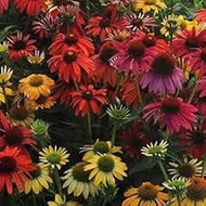 50 Spirit Echinacea Mixed Flower Seeds: Package Contain Seeds