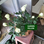 Tanaman Hias Peket 3 Bunga Mawar Putih Besar Inc Pot Hitam Dan Serabut