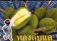 ทุเรียนหลงลับแล ลูกเล็ก ลูกละ 5-7 ขีด ของแท้ของจริง จาก อำเภอลับแล