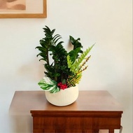 【送禮盆栽】金璽金錢樹盆栽 新居喬遷開幕送禮風水盆栽