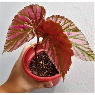 Begonia brevirimosa [Live plant]
