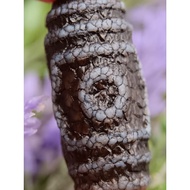 28.5mm X 13mm Old Mine Dragon Pattern Three-Eyed Dzi Manik Dzi Samsung Arch Photo 3 Eye Dzi Photo Ey