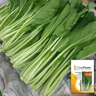 Benih Sawi Hijau/Caixin (Jumbo Green) CX9 Hibrid F1 CROP POWER (100gm)