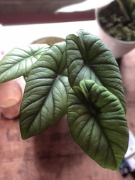 alocasia bisma rawatan