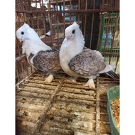 Merpati Hias Santinet Sepasang Jantan Dan Betina