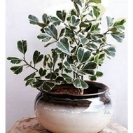 Ficus triangularis 'Variegata