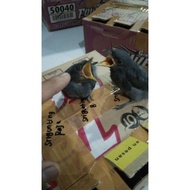 Burung Srigunting Abu Anak Lolohan