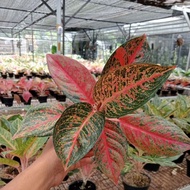 Promo Aglonema !!! Aglaonema Tiara Best Product