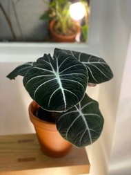 超大葉絨面 Alocasia ‘Black Velvet’ 黑天鵝絨海芋 sizeXL #02