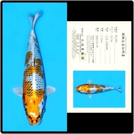 ikan koi kujaku import marusei HQ