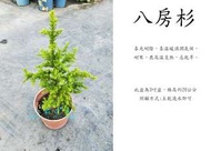 心栽花坊-八房杉/3吋盆/綠化植物/綠籬植物/松/杉/柏/檜/售價120特價100
