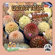 ต้นแมมคามิเน่ (Mammillaria carmenae) ไม้เพาะเมล็ด  - ต้นกระบองเพชร ราคาถูก🌵ต้นแคคตัส❤️