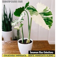 Park *** Tanaman hias colocasia varigata - Sente varigata albino