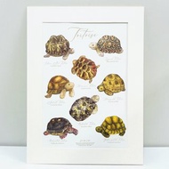 【陸龜先生】水彩插畫 圖鑑 A4 藝術紙複製畫 連紙框