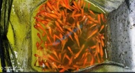 Arowana/Chana/Osca fish food ikan kap hidup(4CM ~6CM )