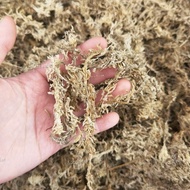 【5KG/8KG】Chilean Sphagnum moss 7A Premium 智利水苔