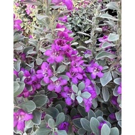 LFT-POKOK LANDSCAPE / TEXAS SAGE / LEUCOPHYLLUM FRUTESCENS / POKOK HIDUP