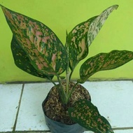 Tanaman Hias Aglonema Ruby Ping - Aglaonema