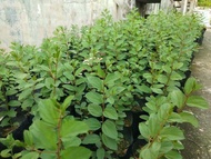 Anak Pokok bidara (berduri rawatan syifa)