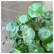 H2O - Pegaga 铜钱草 Live Plant