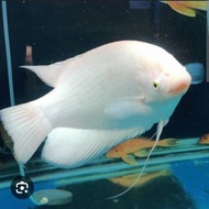Ikan Gurame Padang Jumbo ukuran 40-50cm