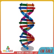 Pelaso โมเดล DNA ของมนุษย์การเรียนการสอนของเล่นวิทยาศาสตร์เกลียวคู่